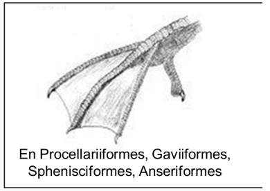 <p>membranas interdigitales en los dedos del frente</p>