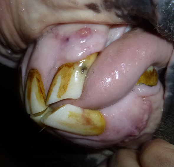 <p>extraction of incisors</p>