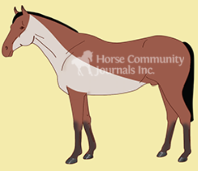 <ul><li><p>removes hair form the underside of the neck, chest, and belly</p></li><li><p>is suited to horses in light to medium work </p></li><li><p><span style="background-color: transparent;"><span>Keeping hair on parts of the body that need to stay warm during winter</span></span></p></li><li><p><span style="background-color: transparent;"><span>Gets hair off places that get hottest</span></span></p></li></ul><p></p>