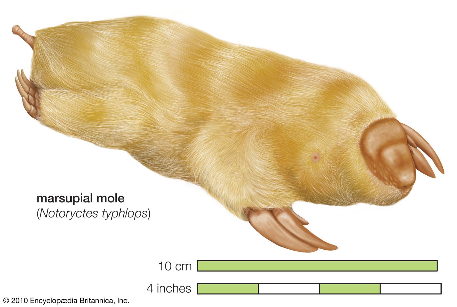<p><span>This is a marsupial (has a pouch). Why does it have the form of a proper mole, even though it last shared a common ancestor with moles 70+ million years ago.</span></p><p><span>a) divergent evolution</span></p><p><span>b) convergent evolution</span></p><p><span>c) adaptability</span></p><p><span>d) gene flow</span></p>