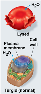 <p>solute concentration is less than that inside the cell</p><ul><li><p>net diffusion of water from the surrounding solution to the inside of the cell</p></li><li><p>cells without walls gain water, swell, and lyse (burst)</p></li></ul><p></p>