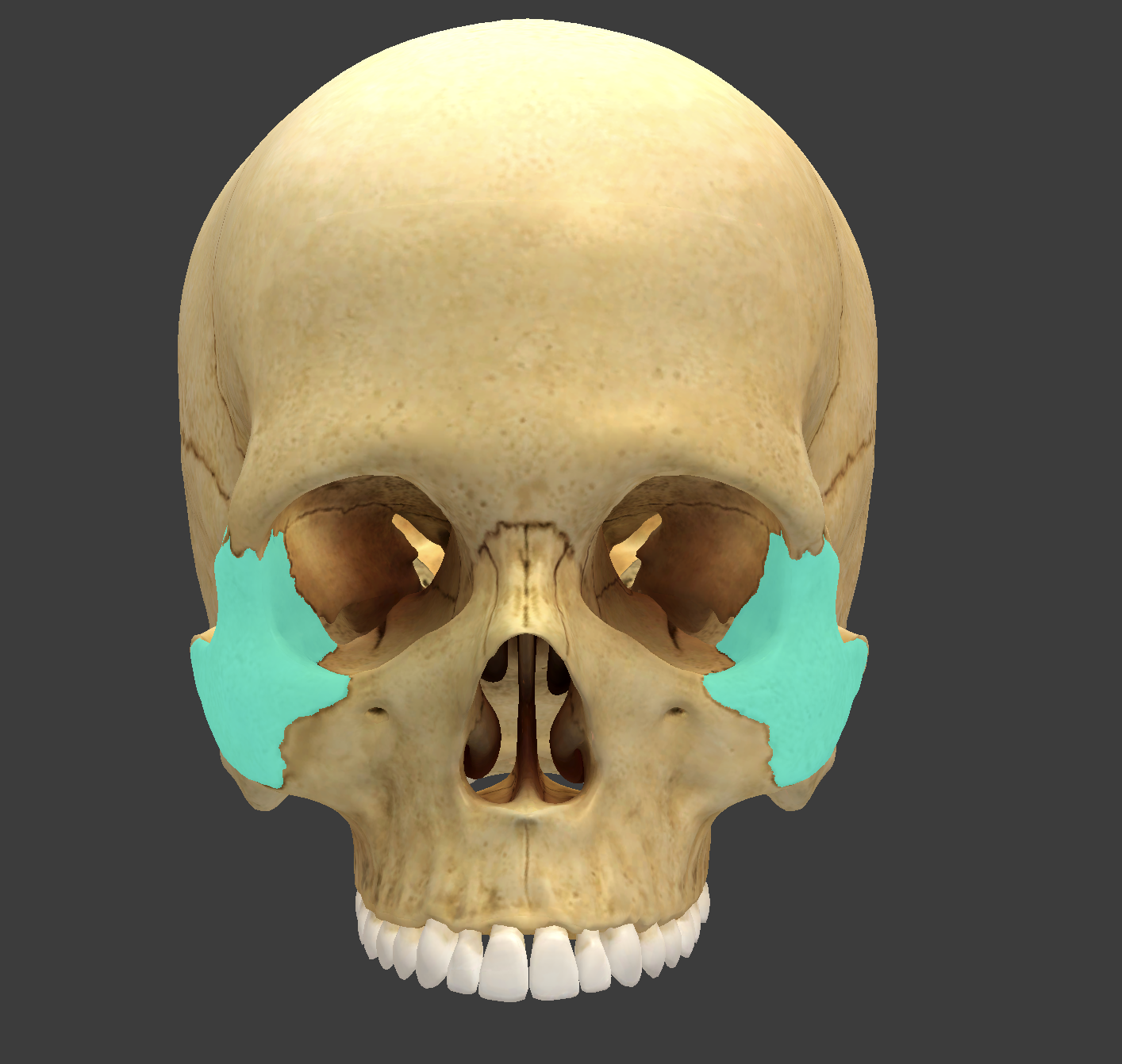 <p>What is this facial bone?</p>