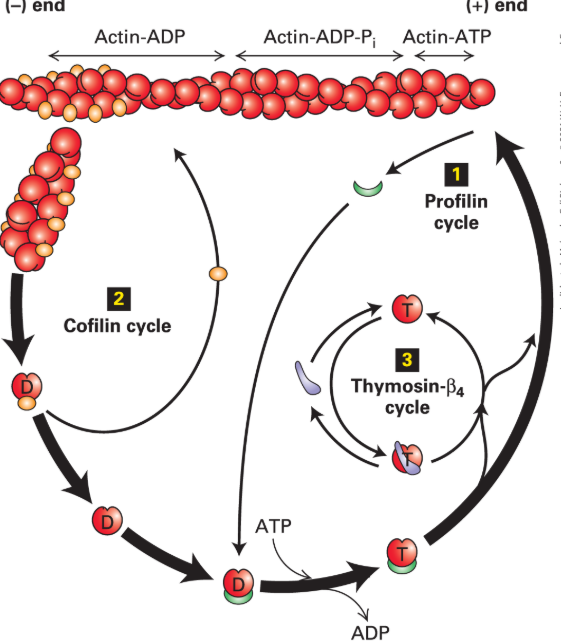 <p>Describe the image showing cofilin and profilin interaction with actin.</p>