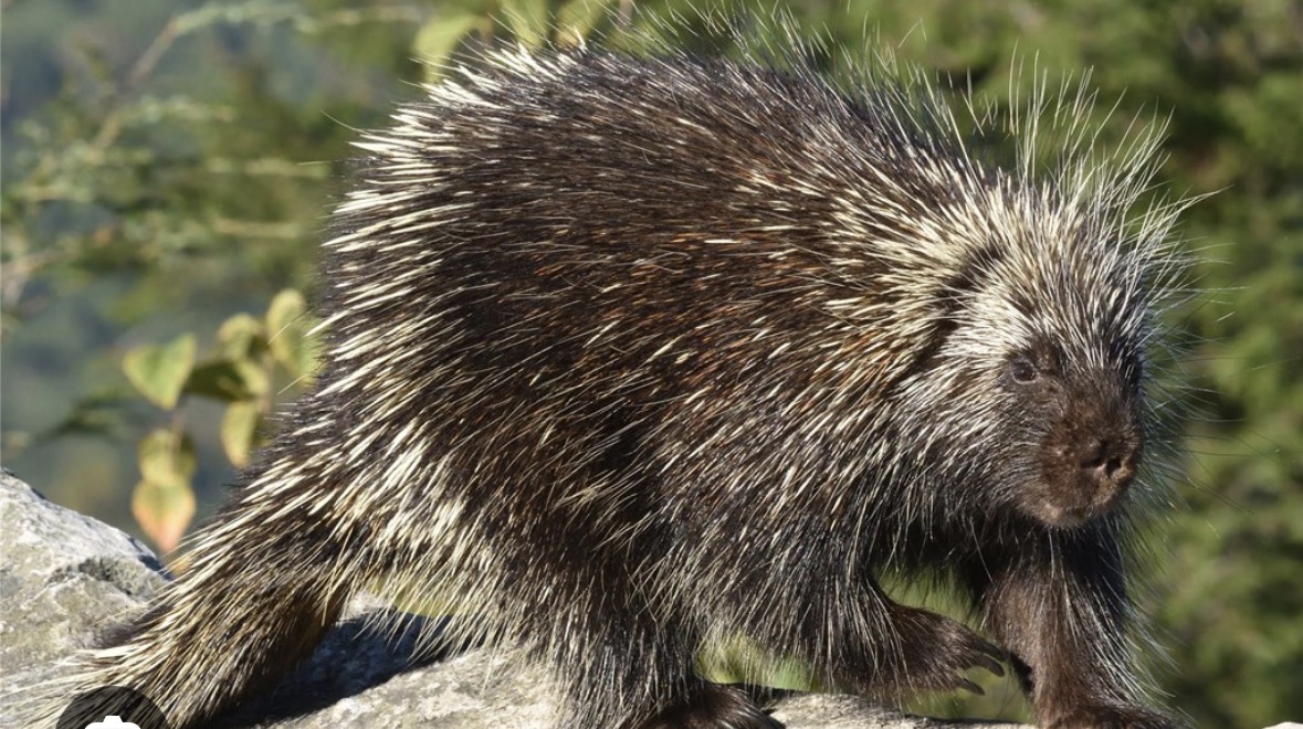 <p>north american porcupine</p>