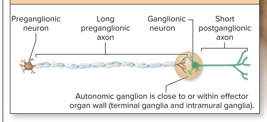<ul><li><p>Preganglionic neurons located in brainstem nuclei and S2-S4 segments of spinal cord (caniosacral)</p></li><li><p><strong>Functions to bring body to homestasis in conditions of rest and digest and conserves energy and replenishes nutrient stores</strong></p></li><li><p>Slows down heart rate </p></li><li><p>Airways constrict </p></li><li><p><strong>Caniosacral division</strong></p><ul><li><p>Myelinated long preganglionic axon</p></li><li><p>Short unmyelinated postganglionic axon</p></li><li><p>Autonomic ganglion is close to or within effector organ wall </p></li></ul></li></ul><p> </p>