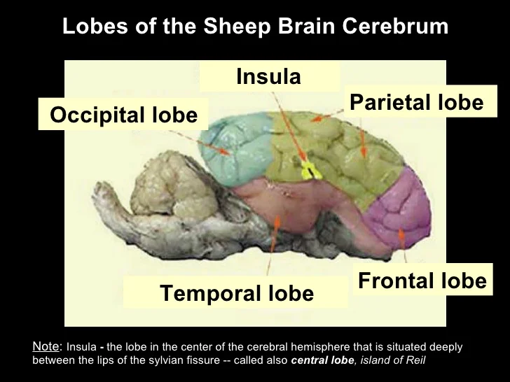 <p>purple part of sheep brain</p>