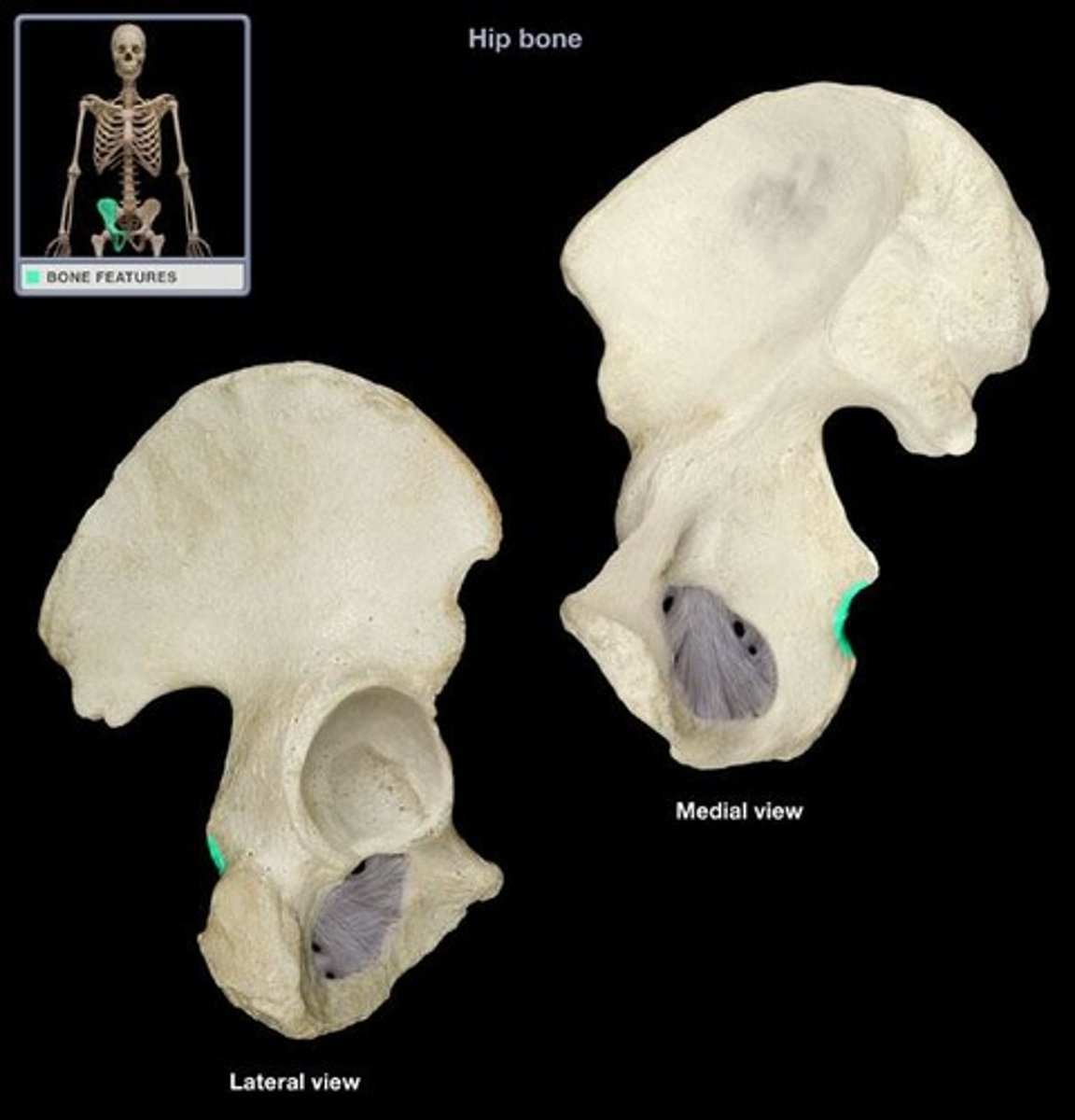 <p>Name this specific part of the pelvic bone.</p>