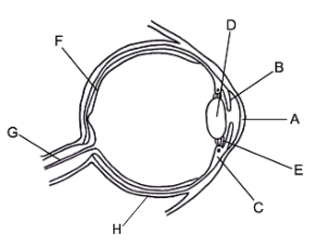 <ul><li><p>A - cornea</p></li><li><p>B - iris</p></li><li><p>C - ciliary muscles</p></li><li><p>D - lens</p></li><li><p>E - suspensory ligaments</p></li><li><p>F - retina</p></li><li><p>G - optic nerve</p></li><li><p>H - sclera</p></li></ul>