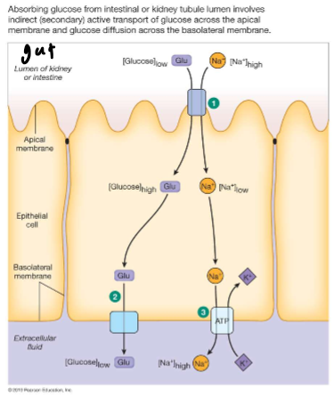 <p>across epithelial cells it requires diff. mechanisms for apical and basolateral membranes</p>