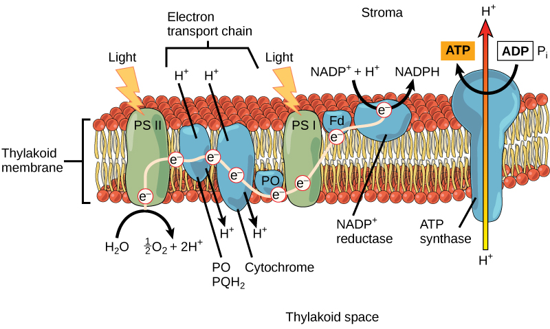 <ul><li><p>reactants = light energy, water, NADP+, ADP, and phosphate</p></li><li><p>products = oxygen, ATP, NADPH</p></li></ul><p></p>