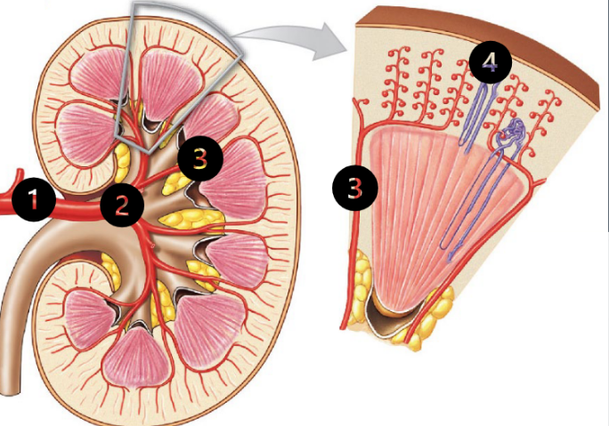 <p><span style="color: #0d0d0d">About 20% of the blood pumped by the heart each minute is sent to the kidneys for filtration. The remaining 80% goes to the rest of the body for gas exchange.</span></p><p><span style="color: #0d0d0d">1) O 2-rich blood from the heart arrives via the renal artery</span><span style="color: #0d0d0d"><br></span><span style="color: #0d0d0d">(2) The renal artery divides into segmental arteries in the renal sinus</span><span style="color: #0d0d0d"><br></span><span style="color: #0d0d0d">(3) The segmental arteries branch into interlobar arteries, which run within the renal columns</span><span style="color: #0d0d0d"><br></span><span style="color: #0d0d0d">(4) Interlobar arteries continue to branch into smaller and smaller vessels, culminating in the afferent arterioles that supply each nephron (i.e.the blood vessel entering the glomerulus)</span></p>