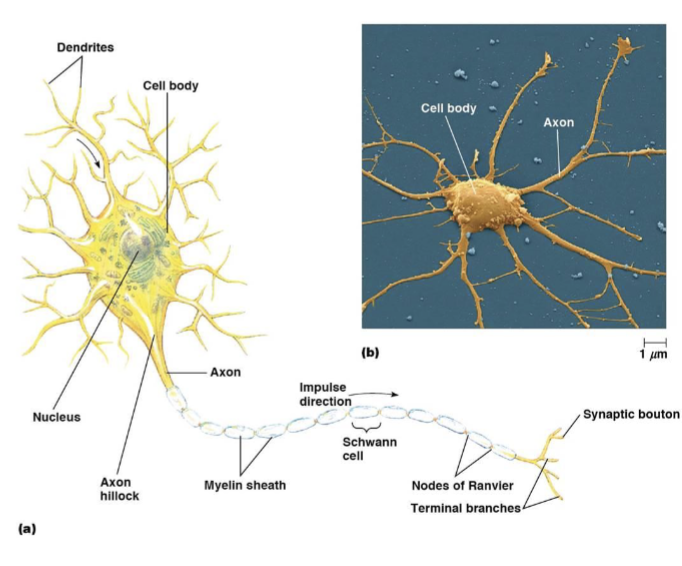 <p>a gap in the myelin sheath of a nerve</p>
