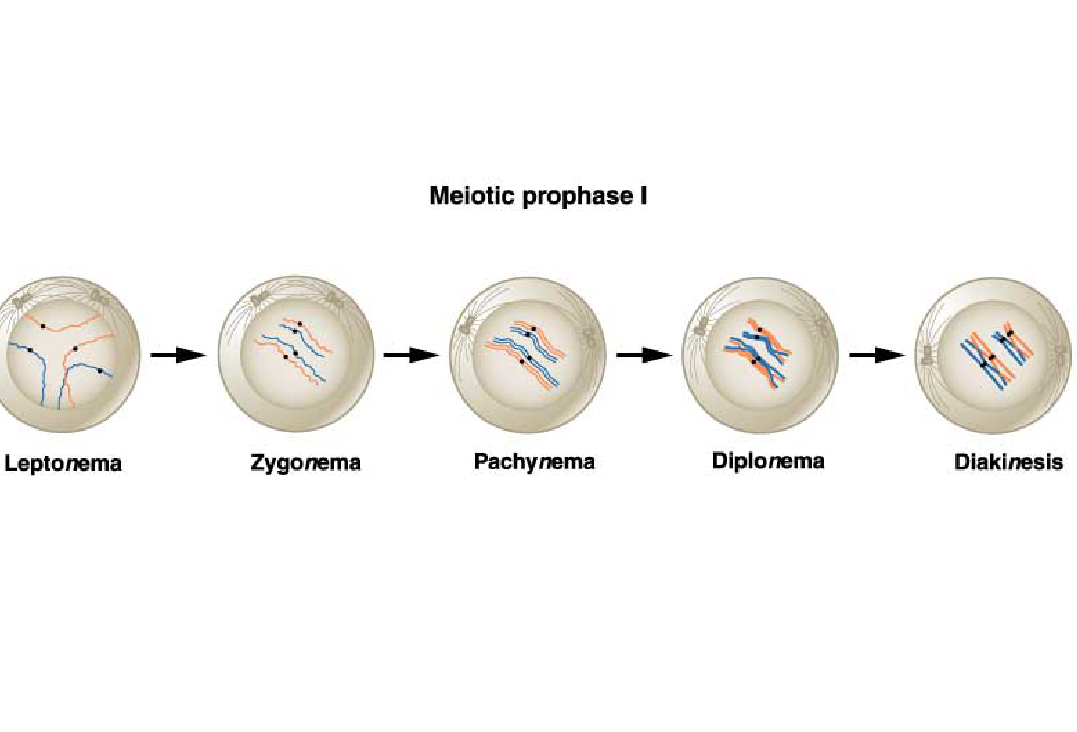 Meiotic prophase I