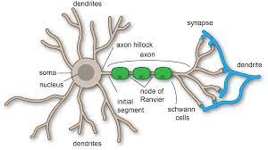 \-receives stimulus from sensory organs and neurons 

* terminal branch - forms synapse with other cells
* mylein - fat that covers axons