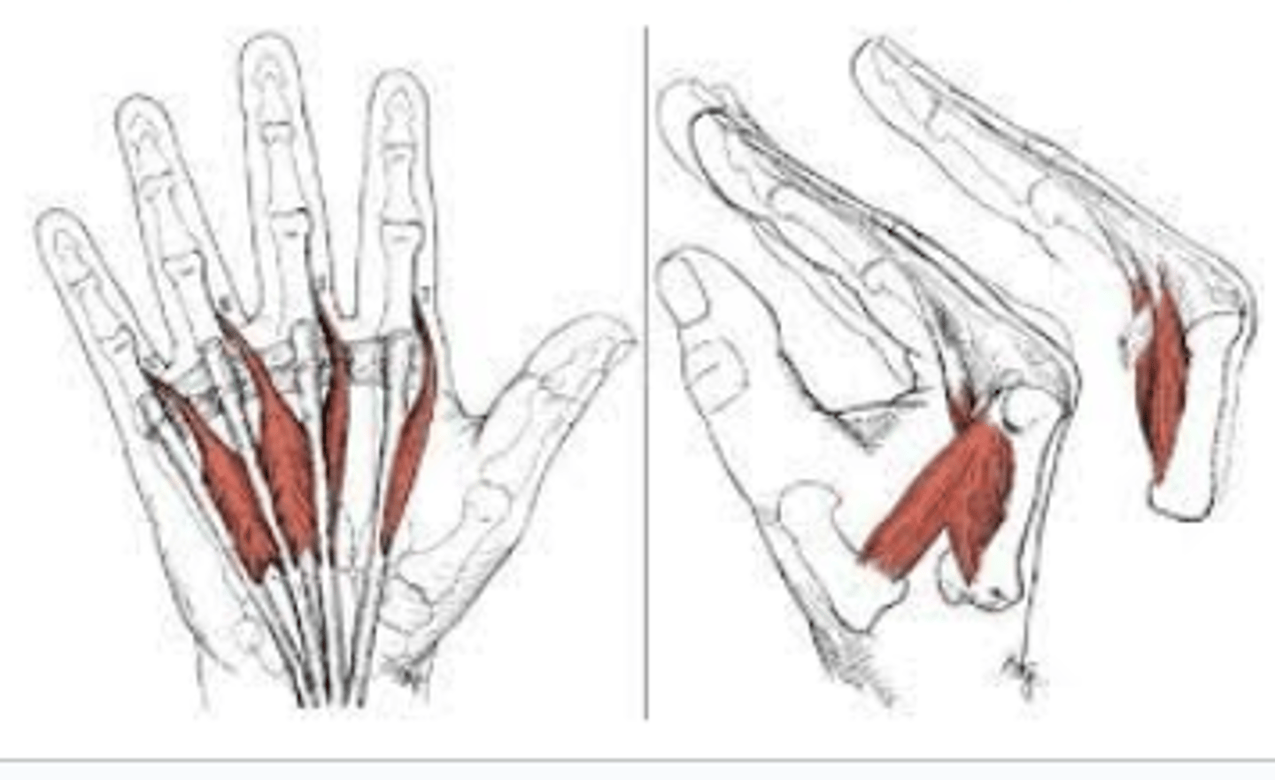 <p>hegedűvonó-tartás biztosítása</p><p>MCP flexió, IP extensio</p>