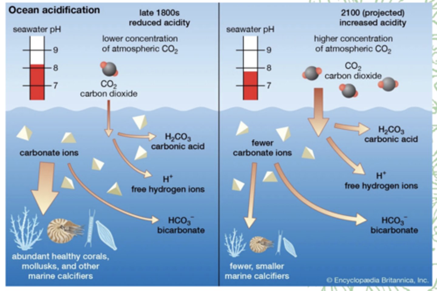 <p>H20 + Co2 = H2Co3 (Carbonic Acid) </p><p>The oceans are still slightly basic (current pH 8.1) only less so due to this acidification. This causes calcification challenges for corals, mussels, and some phytoplankton &amp; zooplankton.</p><p>Ocean Acidification is the process of excess Co2 being absorbed by the ocean, dissolving in seawater and reacting to become carbonic acid. Carbonic acid, in excess, damages the outer membranes and shells of ocean vertebrates and invertebrates, which exposes them to oceanic currents, shortens their lifespans and damages the basis of ocean ecosystems.</p><p>Surface water contains carbon in 3 different ways:</p><p>1. Co2 - 1% - this can released into the atmosphere again. Determines the partial pressure of carbon dioxide for the seawater;</p><p>2. Hydrogen Carbonate - 90% </p><p>3. Carbonate </p><p>--- </p><p>Human Activities: The main driver is the burning of fossil fuels (coal, oil, natural gas), which increases atmospheric CO₂ levels. Deforestation and land-use changes also contribute by reducing natural CO₂ absorption.</p><p>Natural Factors: Some natural processes, like volcanic activity, can temporarily affect ocean acidity, but their influence is minor compared to anthropogenic CO₂ emissions.</p>