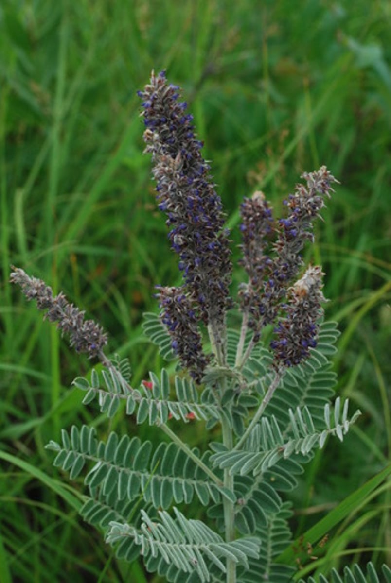 <p>Perennial shrub with a woody stem, alternating leaflets, and a stalk of red-purple flowers.</p>