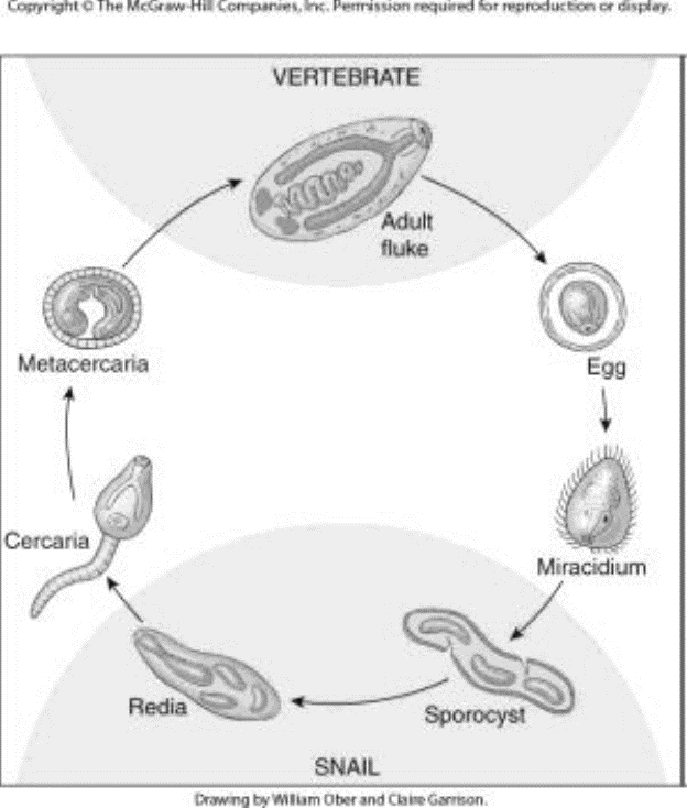 <ul><li><p>free-swimming larval stage</p></li><li><p>tiny, ciliated organism</p><ul><li><p>has penetration glands and apical glands</p></li><li><p>have germ cells in posterior region—will become sporocysts</p></li></ul></li><li><p>usually hatch in water</p><ul><li><p>must swim rapidly— survive only a few hours</p></li><li><p>must find a mulluscan host</p></li><li><p>attracted to mullusc by mucus → attaches with apical papilla, penetrates snail in about 30 mins</p></li></ul></li></ul><p></p>