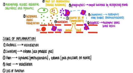 <ol start="4"><li><p>proteins, fluids, neutrophils (diapedesis) move towards chemoattractants bc of CHEMOTAXIS</p></li><li><p>swelling/ edema/ pus</p></li></ol><ol start="5"><li><p>phagocytosis bc recognize PAMPS. </p></li></ol>
