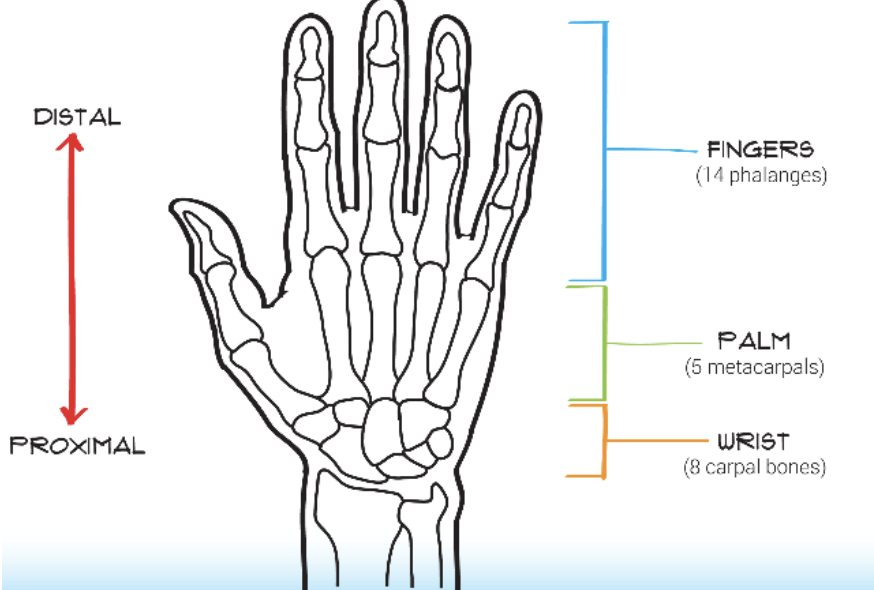 <p>14 phalanges in the fingers 5 metacarpals in the palm 8 carpals in the wrist</p>