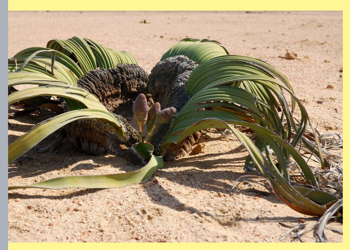 <p>Identify the organism depicted</p>