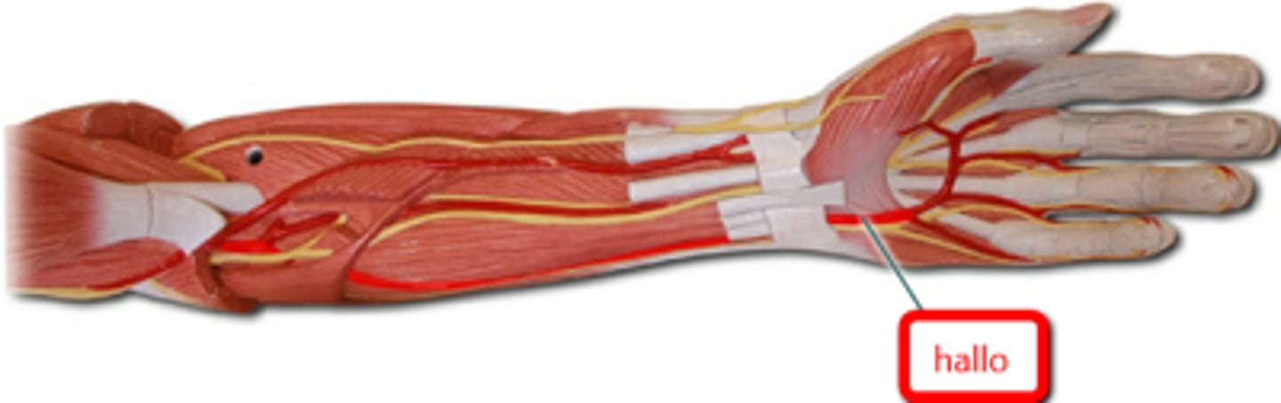 <p>Name the blood vessel.</p>