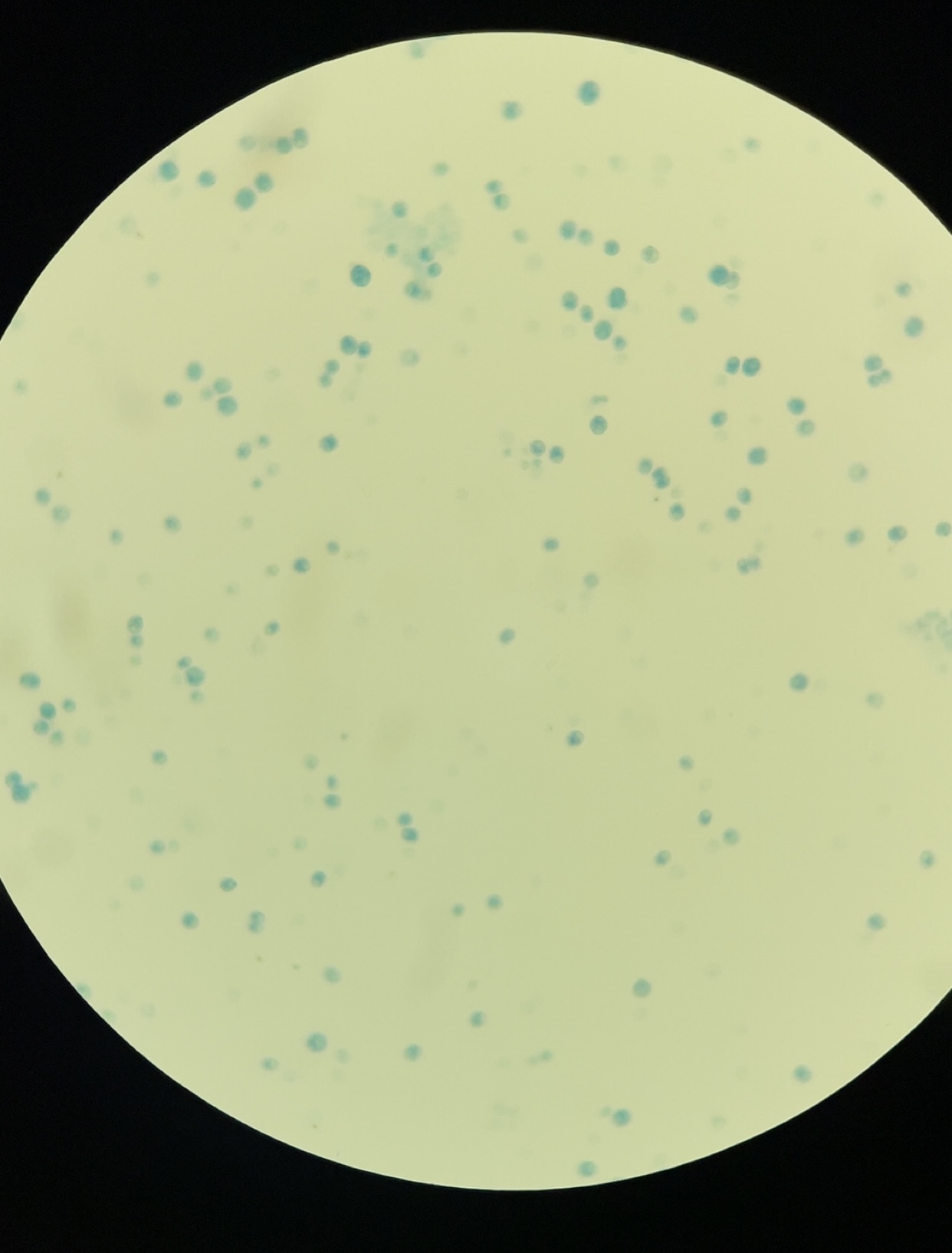 <p>identify organism</p>