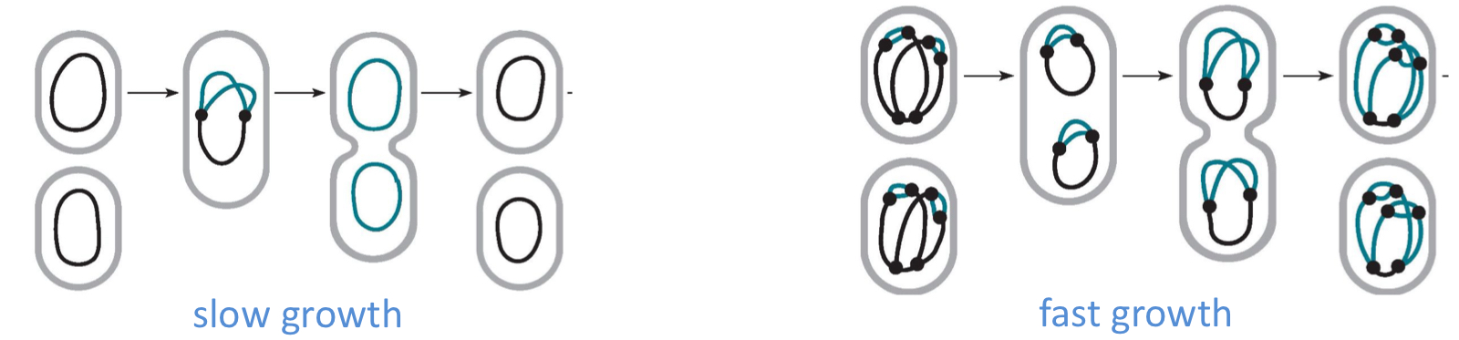 <p>More than one replication round may be initiated in the same cell when growth rates are fast</p>