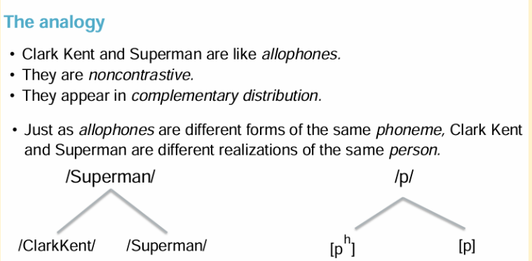 <p>A comparison used to illustrate the relationship between phonemes and their allophones, where Clark Kent represents the phoneme and Superman represents its allophones, showcasing how the same underlying entity can manifest in different forms. </p>