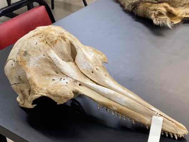 <ul><li><p>Order- Cetacea </p></li><li><p>Fam- Delphinidae </p></li></ul><p>Stout and short beaked. distinctive head shape. the forehead appears to bulge over the beal like rostrum due to the presence of a lens shaped fatty deposit called a melon. fusiform, sleek body form. dorsal fin high, pectoral fin broad at base. upperparts gray, tinged with purple, sides pale gray, belly white. 23 upper and 23 lower teeth. the teeth are peg like, circular in cross section. generally carnivorous. </p>