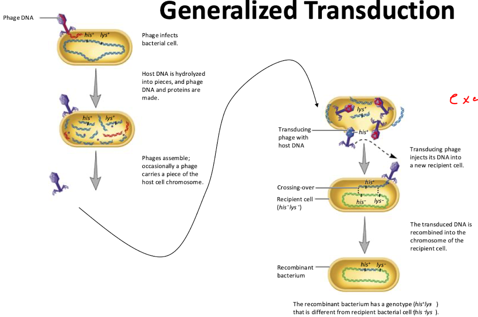 <ul><li><p>Process where a phage accidentally packages random bacterial DNA into its capsid instead of viral DNA</p></li><li><p>During rolling-circle replication, phages use pac sites to package viral genomes but bacterial DNA with similar sites can also be mistakenly packaged (phage P22)</p></li></ul><p></p>