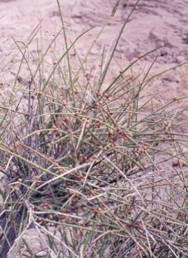 <p>identify the species</p>