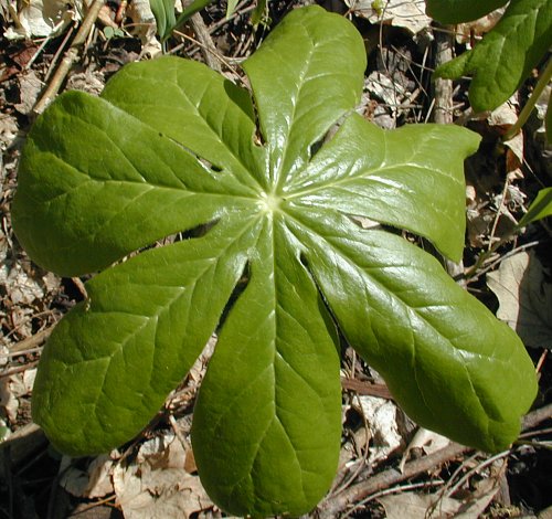 <p>A perennial plant with umbrella-like leaves and white flowers that develop into edible fruit.</p>