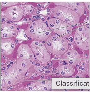 <p>cuboidal </p>