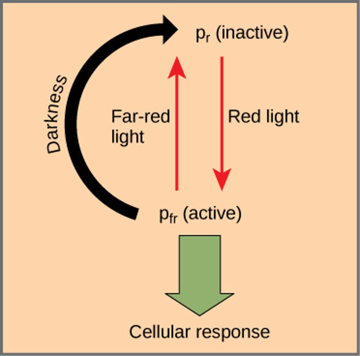 <p>responsible for photoperiodism</p><p>Pr= inactive, absorbs red light, converted to Pfr</p><p>Pfr= active, absorbs far red light, converted to Pr</p><p>Pr=Pfr during day, flashes of far red light at night will reverse flowering behavior</p>