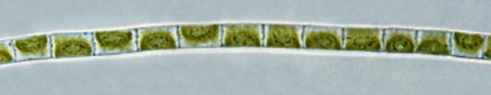 <p>frw benthic,</p><p>terrestrial (soils, various substrata like concrete; great desiccation tolerance</p>