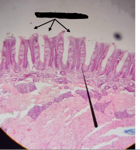 <p><span>How to identify?</span></p>
