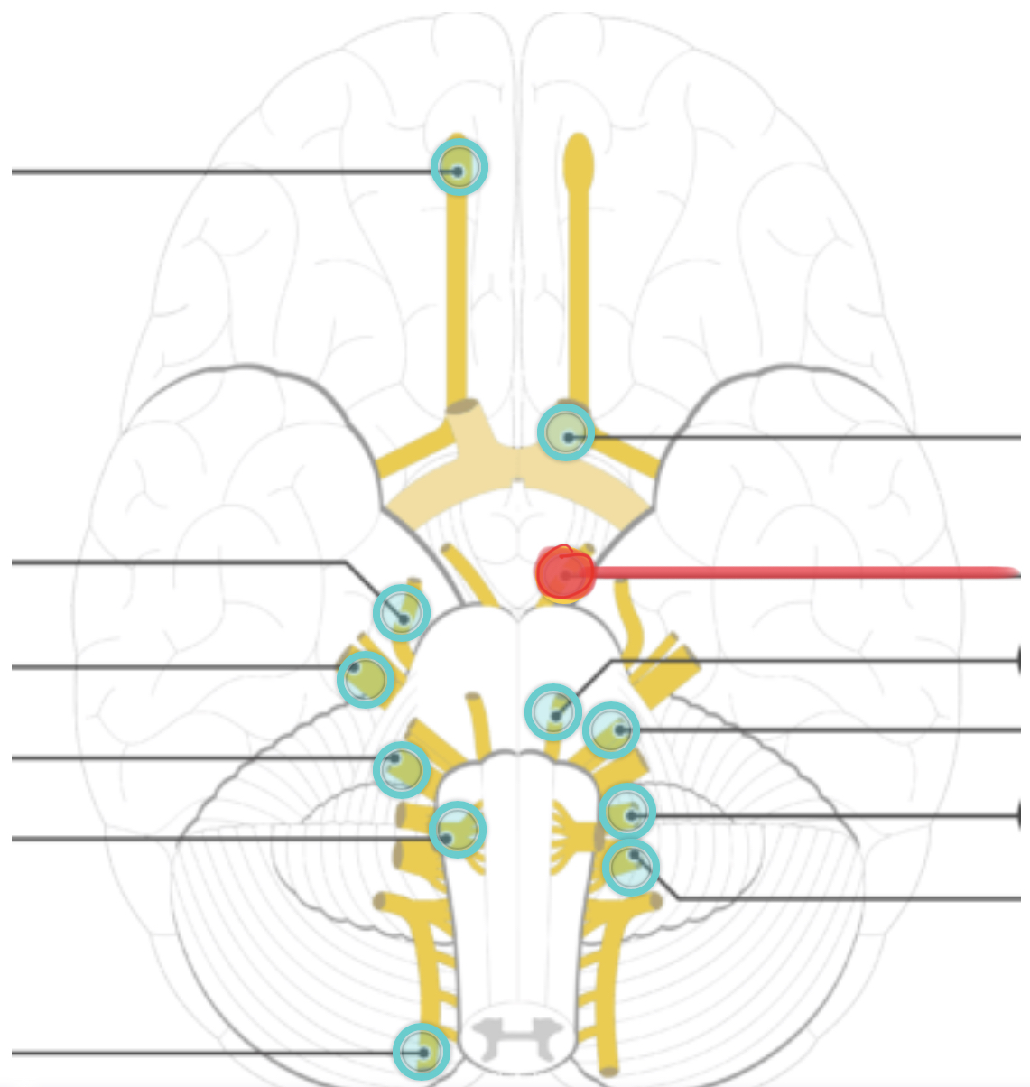 <p>supplies motor fibers to direct the eyeball; to the eyelid; and to the internal muscles controlling lens shape and pupil size</p>