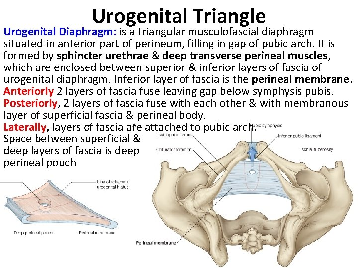 <p>deep layer of the urogenital diaphragm in male</p><p>A. contains bulbourethral glands T</p><ul><li><p>bulbourethral (Cowper’s) glands are located within the deep perineal pouch, which is part of the urogenital diaphragm</p></li></ul><p>B. transmits the membranous part of the urethra T</p><p>C. contains mm. ischiocavernosi F</p><ul><li><p>ischiocavernosus muscles are in the <u>superficial perineal pouch</u>, not the deep layer</p></li></ul><p>D. contains gll. vestibulares majores F</p><ul><li><p>greater <u>vestibular glands</u> (Bartholin’s glands) are in the <u>female</u> superficial perineal pouch</p></li></ul><p>E. contains sphincter urethrae externus m. T</p>