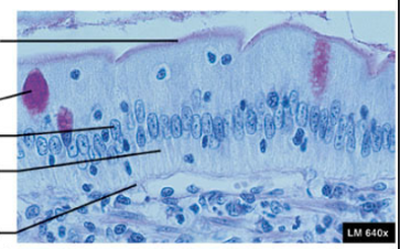 <p>Label the simple columnar </p><ul><li><p>free surface </p></li><li><p>goblet cell containing mucus </p></li><li><p>nucleus </p></li><li><p>basement membrane </p></li></ul><p></p>