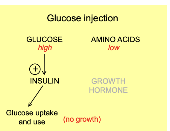 <ul><li><p>also required for normal growth</p><ul><li><p>Levels of thyroid hormone decline when fasting</p></li></ul></li></ul><p></p>