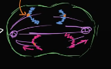 <p>In the ____stage of mitosis , the microtubules pull the sister chromatids apart so they are double chromosomes (i.e 2 sister chromatids are now 4 chromosomes) and have one of each on either side</p><p>instead of the centromere holding the sister chromatids together, the microtubules now latch on to the kinetochore of each chromosome.</p>