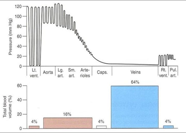 <p>4% of blood in L heart</p><p>16% of blood in arteries and arterioles</p><p>4% of blood in capillaries</p><p>64% in venules and veins</p><p>4% in right heart</p><p>Reference picture for pressure</p>