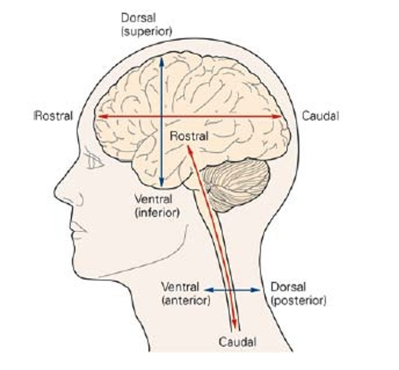 <p>Towards the head, and towards the tail (front and back)</p>