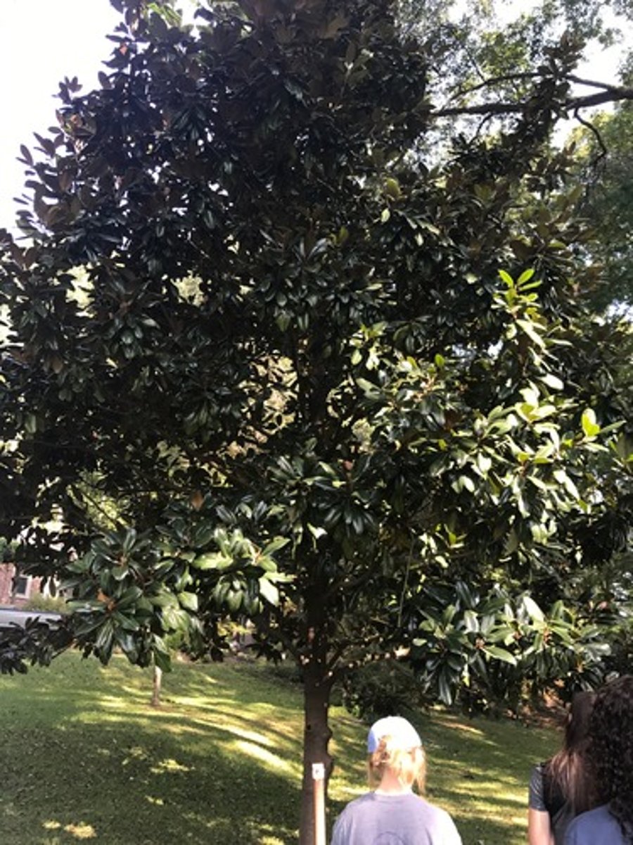 <p>dark green, oval shaped leaves that are covered with layer of wax. Leaves are evergreen and they are alternately arranged on the branches.</p>