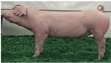<p>SWINE BREEDS: what is the breed, origin, color, body, and traits?</p>