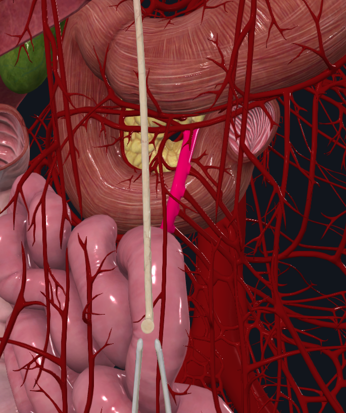 <p>What is highlighted in pink</p>