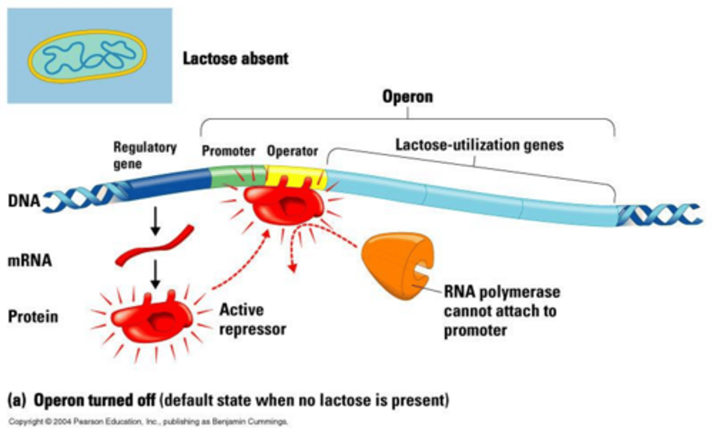 <p>The WHAT is active, switching the lac operon off.</p>