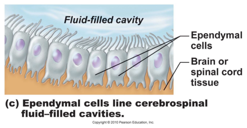 1. Line brain ventricles & spinal cord central canal
2. With blood vessels & support tissues they form Choroid plexuses in ventricles that secrete cerebrospinal fluid (CSF)
3. Cilia help move cerebral fluid through cavities of brain