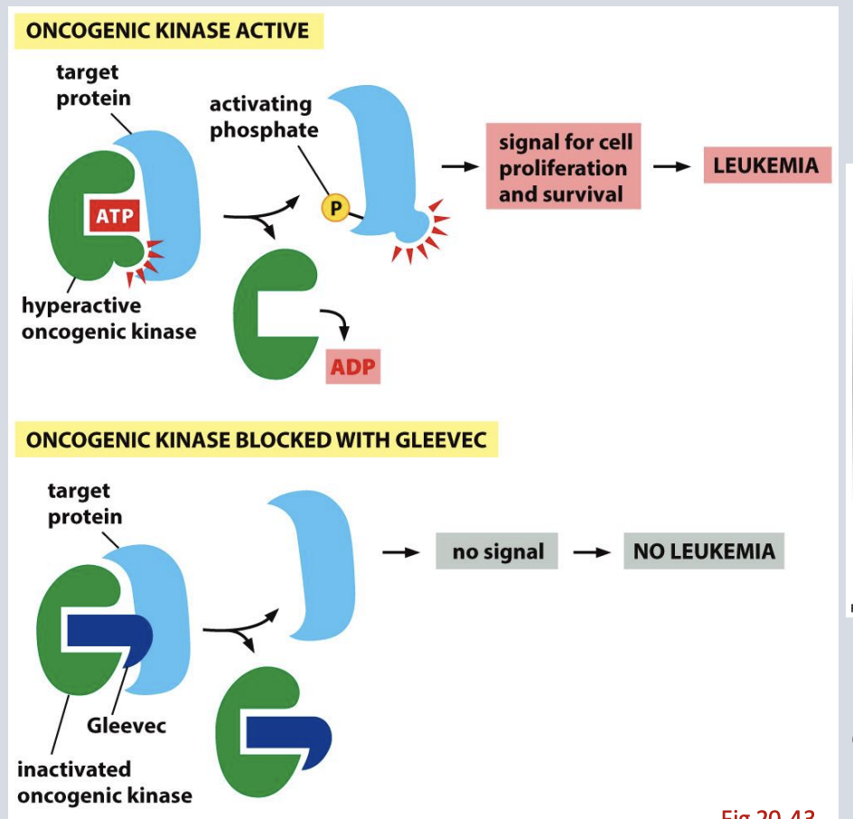<ul><li><p>Bcr -Abl is an in frame fusion of the coding regions of these genes caused by a reciprocal translocation between Chr 9 and Chr 22  </p></li><li><p>The abl tyrosine kinase domain becomes hyperactive in Bcr -Ab</p></li><li><p>Gleevec targets Bcr-Abl kinase → effective especially in early-stage CML.</p></li></ul><p></p>